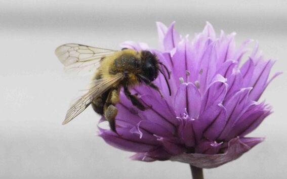 Pölyttäjä kampuksella