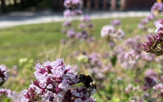 Pölyttäjä kampuksella