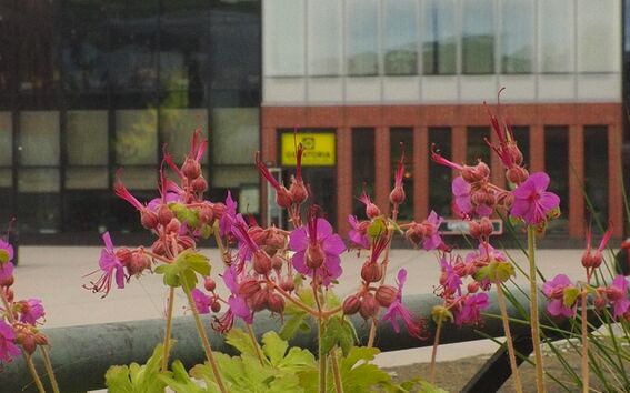 Niitty Väreen edessä.