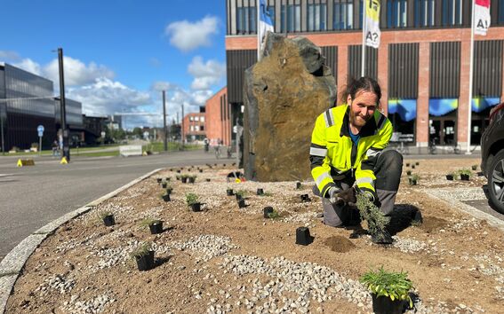 Marsion niityn istutusta