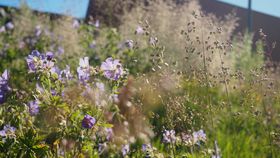 Niittyä Amfin edessä