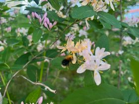 Pölyttäjä kampuksella